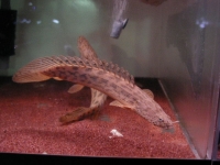 １円スタート！ギニアビサウ産ワイルドＰＯアンソルギー５５ｃｍ♂ＮＯ２ Winds Anthology 1st concertWinds Anthology(ウインズ アンソロジー