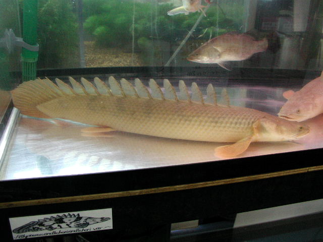 コンゴ産コンギクス 35cm±