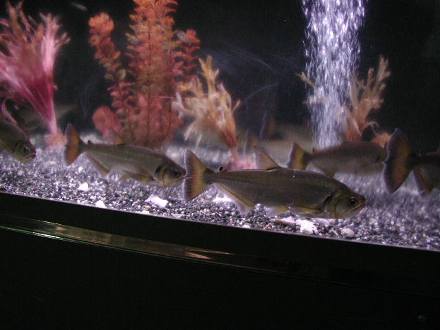 アルマータスカショーロ ベネズエラ産｜淡水魚