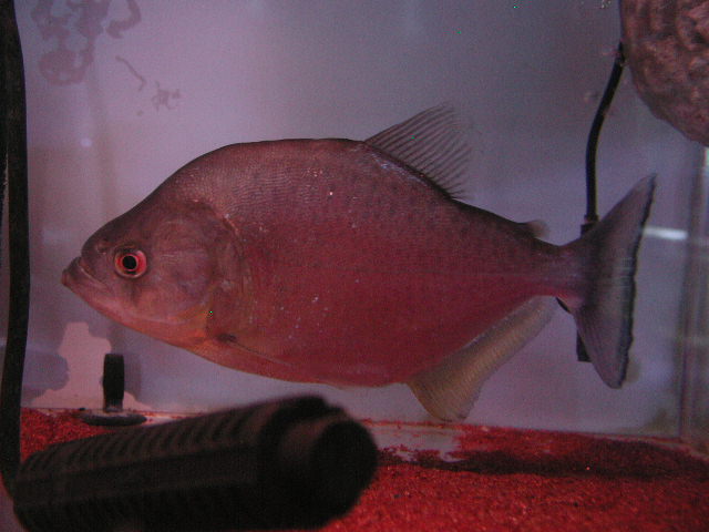 ワイルド ピラニア各種 在庫あります | イーストアフリカ