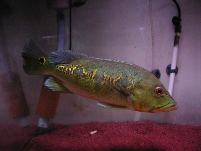 10/4熱帯魚入荷情報 | イーストアフリカ