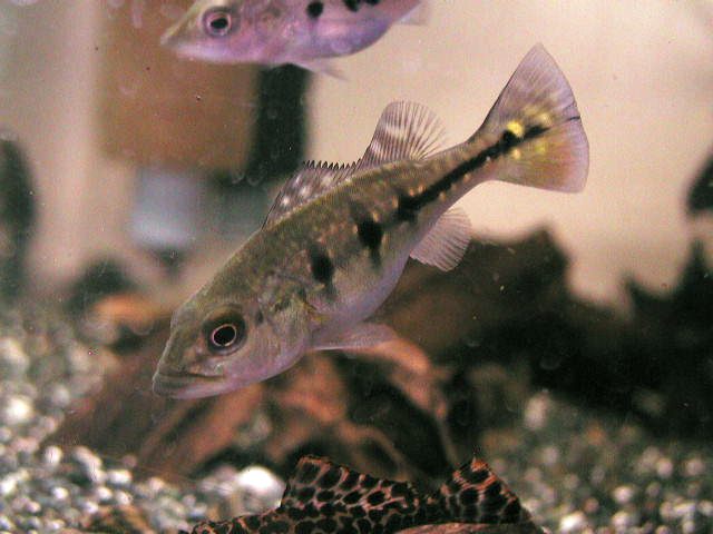 7/3熱帯魚おすすめ情報 | イーストアフリカ