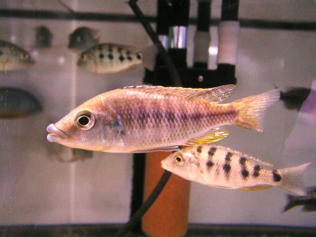 配送 熱帯魚 アフリカンシクリッド オス1匹 メス2匹（トリオ