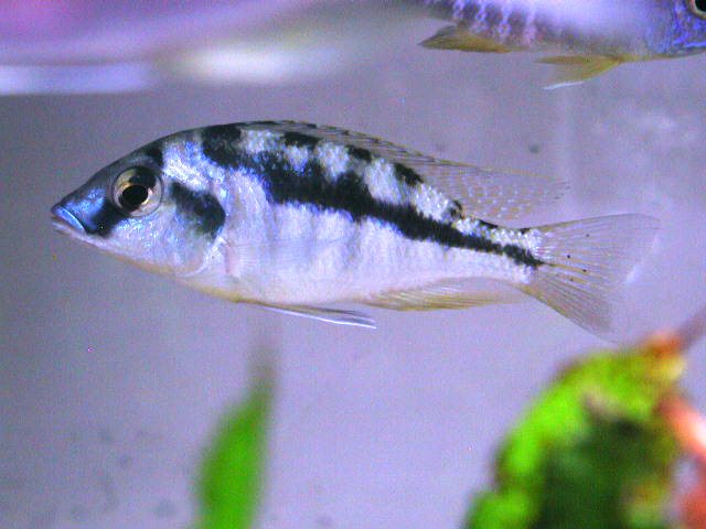 アフリカンシクリッド  WILDトロフェウス　イエロー6〜7㎝ アフリカンシクリッド（鑑賞魚生体）｜熱帯魚、アクアリウム用品