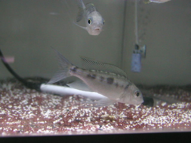 アフリカンシクリッド Cynotilapia afra Jalo Reef オス9 cm ドイツ産