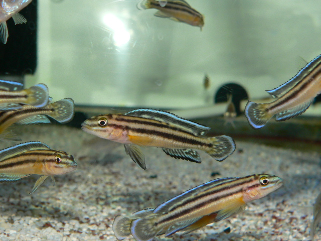 アフリカンシクリッド | イーストアフリカ