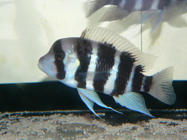 アフリカンシクリッド WILDフロントーサ　ヌガスアイスランド　11-12㎝　日本初入荷　売り切り　ラストのI匹 アフリカンシクリッド WILDフロントーサ ヌガスアイスランド 11-12