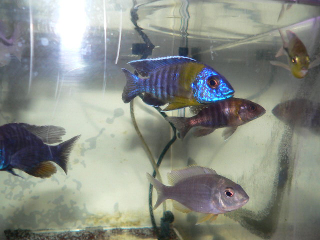 2012/9/27 アフリカンシクリッド＆用品＆中古水槽ご紹介 | イースト