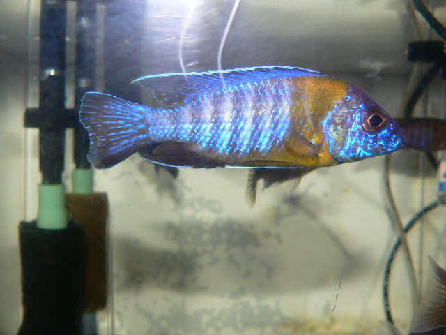 2012/9/27 アフリカンシクリッド＆用品＆中古水槽ご紹介 | イースト