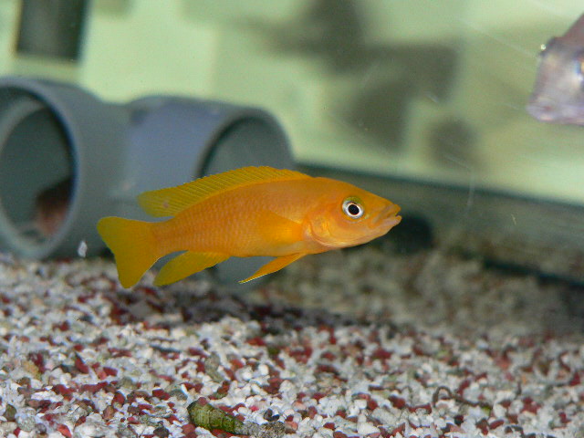 アフリカンシクリッド  WILDトロフェウス　イエロー6〜7㎝ アフリカンシクリッド（鑑賞魚生体）｜熱帯魚、アクアリウム用品