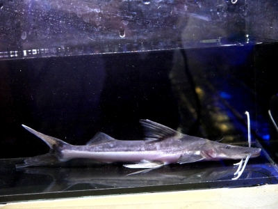 ブラジルモトロ 35000