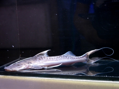 ブラジルモトロ 35000