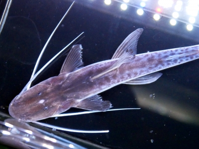 ブラジルモトロ 35000