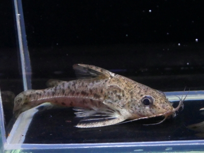 10/31 入荷魚紹介 - 静岡市の熱帯魚専門店（大型魚・古代魚・珍