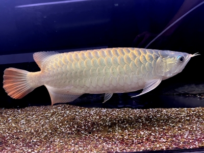 アルビノナイフ　45センチぐらい アルビノナイフ 45センチぐらい