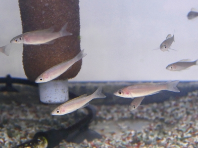 入手困難 イガラシ エンドリケリー 45センチ前後 まあまあ重要！5月14日の新イガラシエンドリケリーの販売