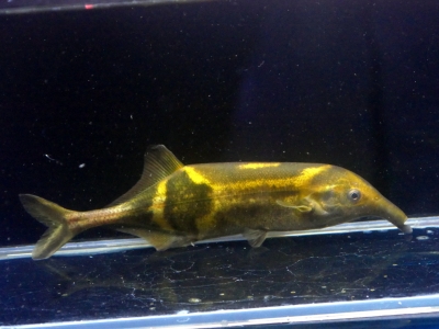 ビキールワイルド40センチ