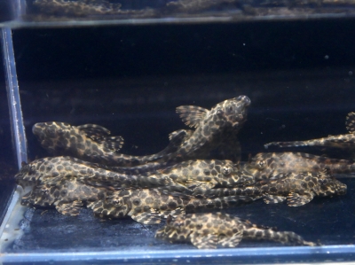 大特価 ワイルド ポリプテルス パルマス ±18cm(Ｆ)【1匹】[熱帯魚][古代魚・大型魚] イーストアフリカ