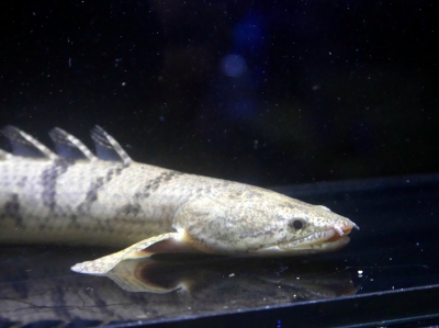 激レア シルバードラススーパーホワイト シングー川 約30cm