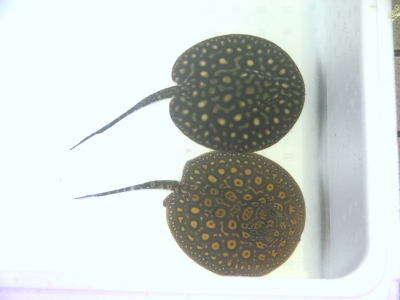 ブラジルモトロ 35000