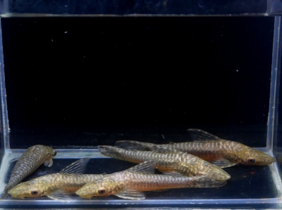 フォーバー ダトニオ 14cm ぐらい アロワナ 古代魚 スネークヘッド