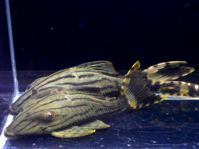 フォーバー ダトニオ 14cm ぐらい アロワナ 古代魚 スネークヘッド スティングレー プレコ コリドラス アクアリウム 水槽 フォーバー ダトニオ 14cm ぐらい アロワナ 古代魚 スネークヘッド