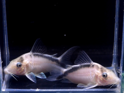 フォーバー ダトニオ 14cm ぐらい アロワナ 古代魚 スネークヘッド