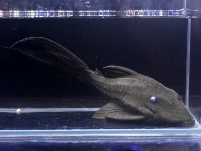 フォーバー ダトニオ 希少 22～3cm アロワナ 古代魚 スネークヘッド