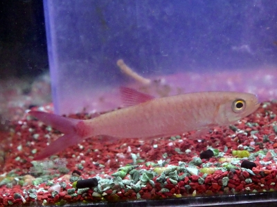 タイ産 アルビノフルピンク オス1匹、メス2匹