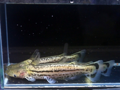 フォーバー ダトニオ 14cm ぐらい アロワナ 古代魚 スネークヘッド