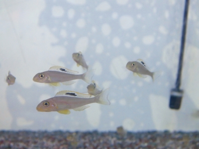 アフリカンシクリッド | イーストアフリカ