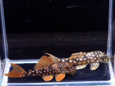 ブラジルモトロ 35000