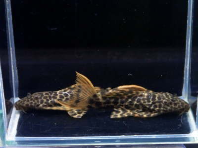 ブラジルモトロ　35000 ブラジルモトロ 35000