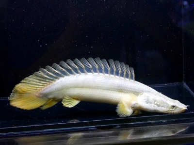 極太WIRD ビキール・ビキール 45cm±