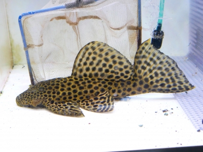 極太WIRD ビキール・ビキール 45cm±