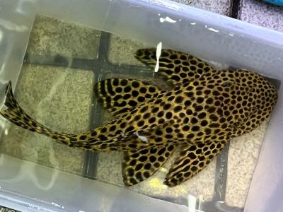 極太WIRD ビキール・ビキール 45cm±