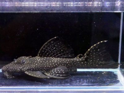 今週まで掲載 ドラド約45cm