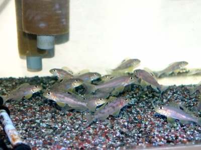 本日のみ掲載。水草展示用・ベタストック用アクリル水槽 1週間補償あり