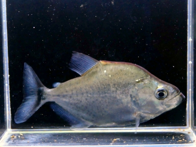 イーストアフリカ