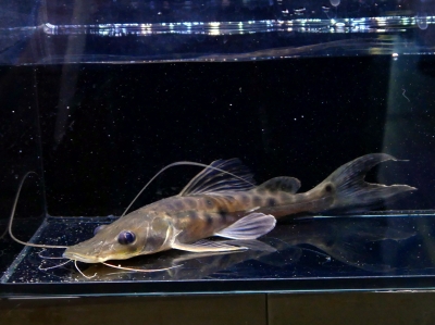 アルビノ パンガシウス ウルトラショート 18cm ぐらい アロワナ