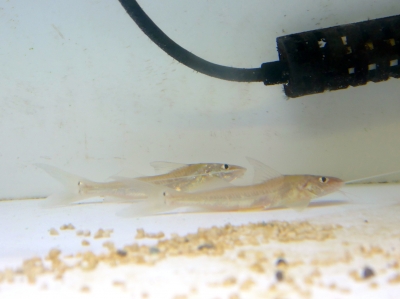 激レア シルバードラススーパーホワイト シングー川 約30cm