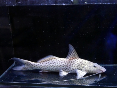 激レア シルバードラススーパーホワイト シングー川 約30cm