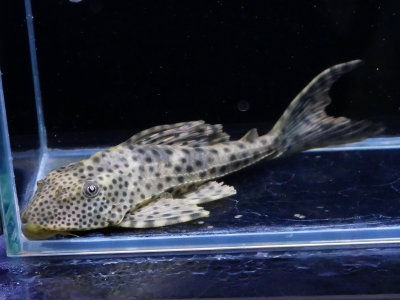 美柄 ビキール・コリバ 34cm± ギニア コリバ川産