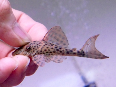 プラチナソウギョ 熱帯魚