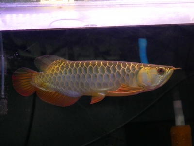 ブラジルモトロ 35000