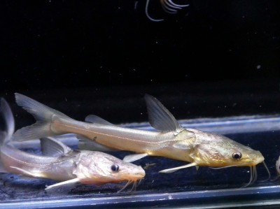 11/16 入荷魚紹介 - 静岡市の熱帯魚専門店（大型魚・古代魚・珍