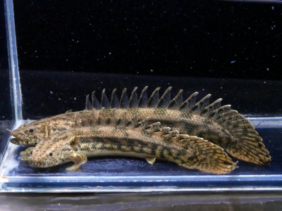 Po.デルヘッジ ショート個体 極美バンド 約21センチ ＡＱＵＡＬＩＫＥ イーストアフリカ