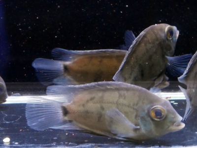 ハイイエローシミなしダトニオリアルバンド40cm前後