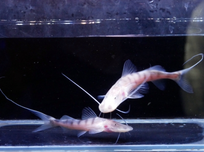 WILD オルナティ 40cm± ザイール産