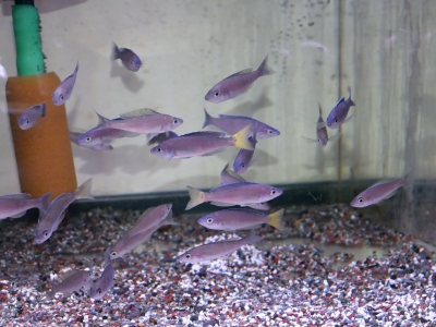 タンガニイカ シクリッド 自然図鑑 Tanganyika Cichlids 洋書 タンガニイカ シクリッド 自然図鑑 Tanganyika Cichlids 洋書